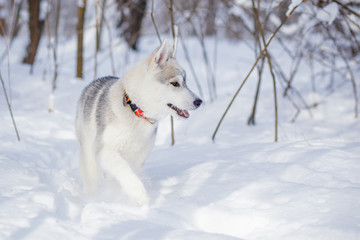 siberian husky in snow winter