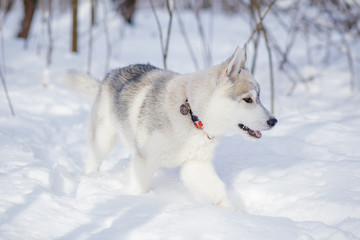 Naklejka premium siberian husky winter playing in snow