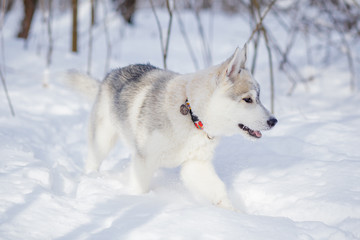 siberian husky winter playing in snow