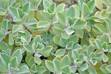 Boldo of Chile medicinal herb
