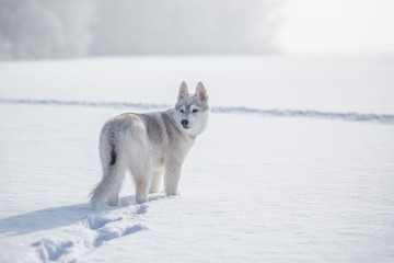 Obraz premium siberian husky winter playing in snow