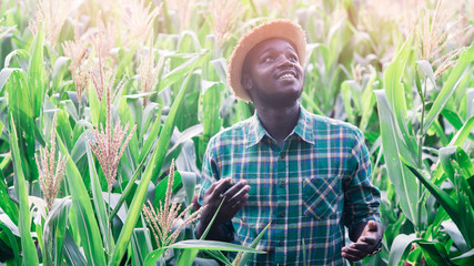 Naklejka na ściany i meble African Farmer with hat stand in the corn plantation field.16:9 style