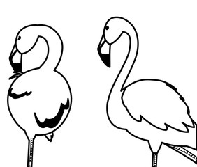 exotic flemish couple birds with heads up