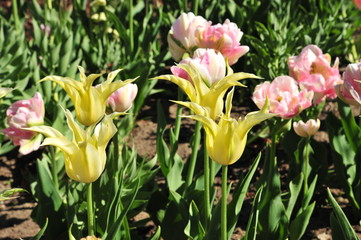 Colorfull tulips in the flowerbed