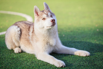 playing with siberian husky outdoor