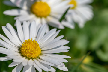 Obraz premium Springtime wild flower meadow daisies