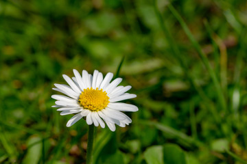 Springtime wild flower meadow daisies