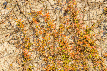 Plants Over Concrete Wall