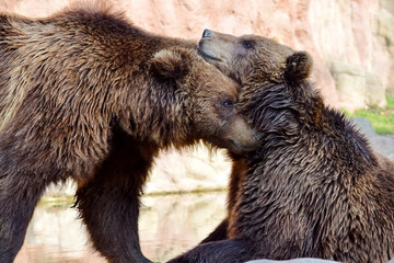 Obraz premium Couple of Brown Bear Ursus Arctos Beringianus Cuddling