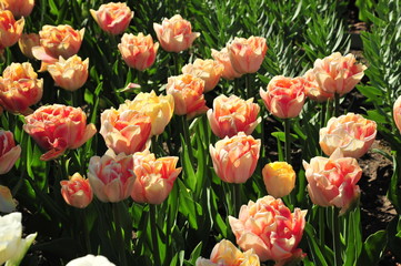 Apricot-colored tulips in the flowerbed