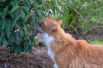 curious outside ginger cat
