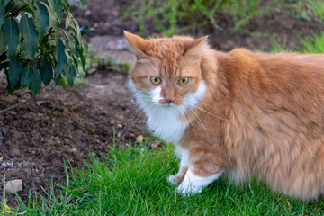 outside ginger cat