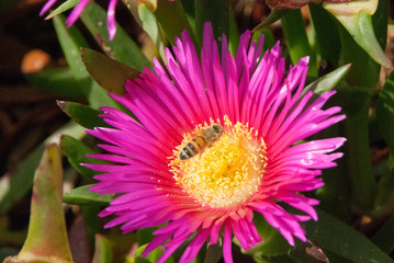 Purple/ Red and Yellow Flowers of Ice plant