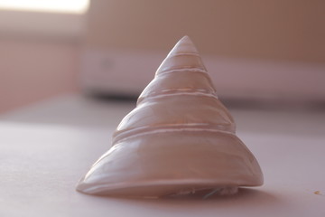 mother of pearl sea shell beautiful white shiny