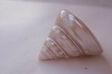 mother of pearl sea shell beautiful white shiny