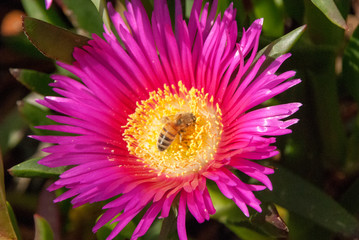 Purple/ Red and Yellow Flowers of Ice plant