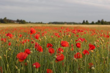Mohnblume / Poppy / Мак