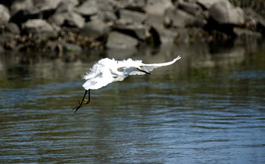 A snowy egret landing in a salt-marsh.