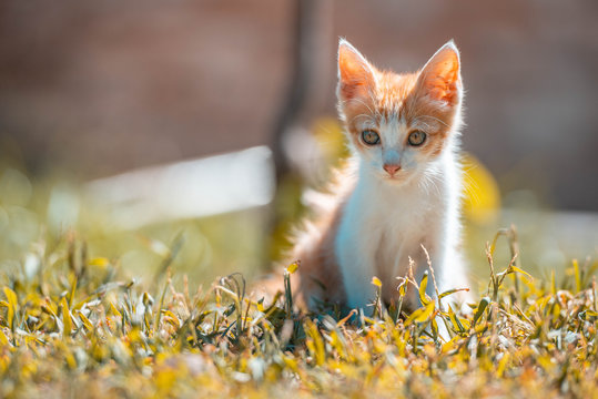 Gatito peque&ntilde;o juega en el prado