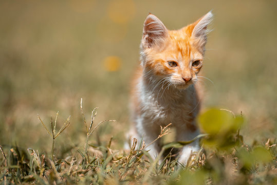 Gatito peque&ntilde;o juega en el prado