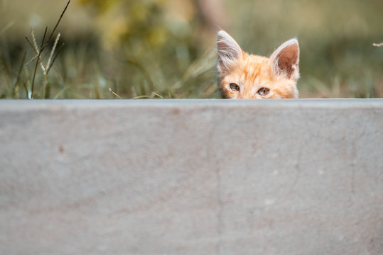 Gatito peque&ntilde;o juega en el prado