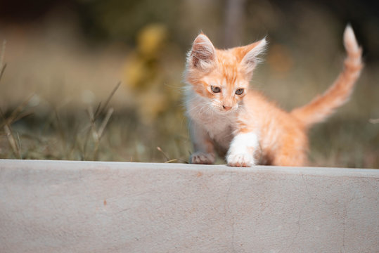 Gatito peque&ntilde;o juega en el prado