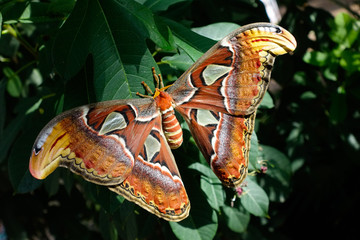 butterfly on a leaf