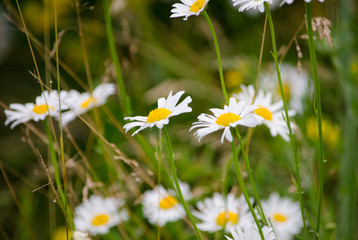 Daisies in a field