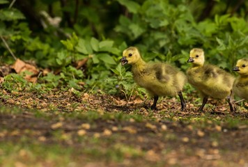 Gänsemarsch (Branta canadensis) im Tiergarten in Berlin