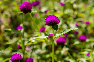 Purple flower macro shot