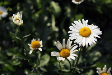 Fototapeta premium field of daisies