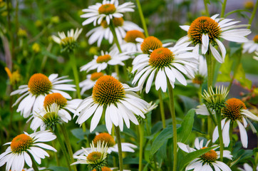 Flowers in a field