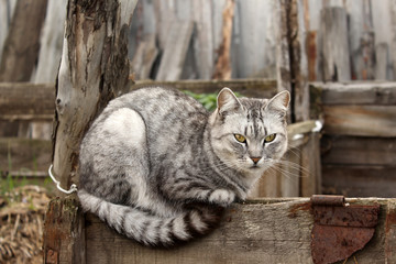 Obraz premium cat on a fence