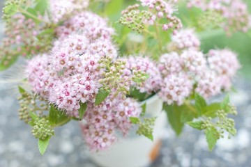 Blumen / Flowers / Цветы