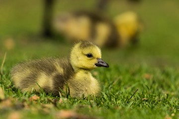 Kanadagans (Branta canadensis) G&ouml;ssel auf einer Wiese im Tiergarten