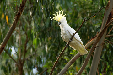 Cacatua galerita - Sulphur-crested Cockatoo sitting on the branch in Australia. Big white and...