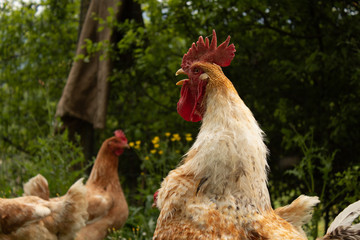 White rooster with magnificent red crest, crowing; portrait of a boss.