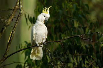Cacatua galerita - Sulphur-crested Cockatoo sitting on the branch in Australia. Big white and...