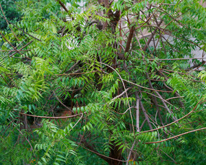 Azadirachta indica, commonly known as neem, nimtree or Indian lilac