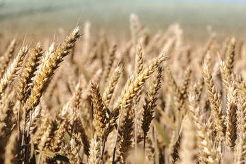 Fototapeta premium Wheat field and sunny day