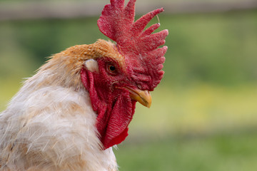 Portrait of a rooster; beautiful male cock with red crest, living free range