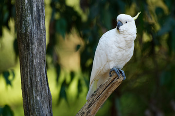 Cacatua galerita - Sulphur-crested Cockatoo sitting on the branch in Australia. Big white and yellow cockatoo with green background