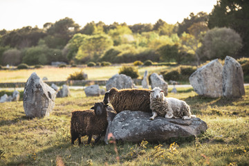 Mouton sur les menhirs de Carnac
