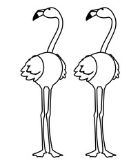 exotic flemish couple birds with heads up