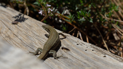 Lagartija mirando a cámara