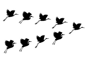 Fototapeta premium Vector hand drawn black crane birds set