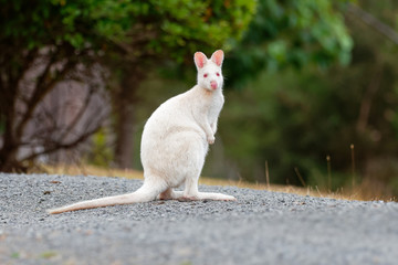 Bennett's wallaby - Macropus rufogriseus, also red-necked wallaby, medium-sized macropod marsupial, common in eastern Australia, Tasmania