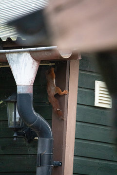 Scrat_climbing_4