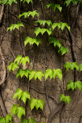 Urban nature in city of Budapest
