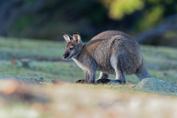 Bennett's wallaby - Macropus rufogriseus, also red-necked wallaby, medium-sized macropod marsupial, common in eastern Australia, Tasmania